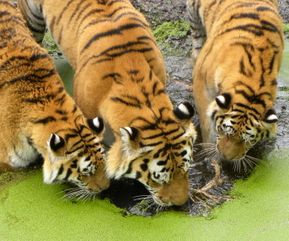 Drikkende tigrer