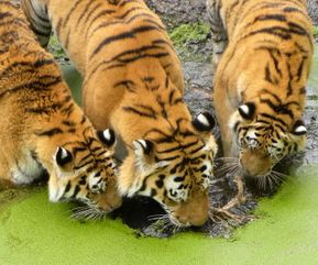 Drikkende tigrer